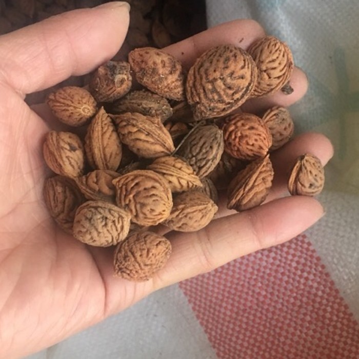 新采毛桃种子收毛桃核野毛桃树种子 桃树种子 大桃种子 银杏种子