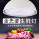 2024全光谱LED生鲜灯猪肉灯牛羊市场水果海鲜熟食白光专用隐形红