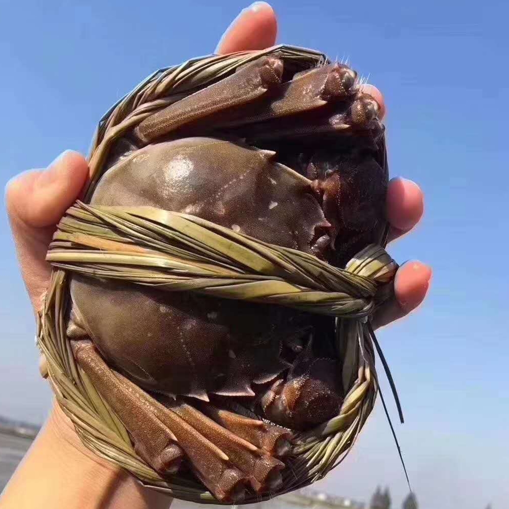 高淳固城湖大闸蟹鲜活现货全母特大螃蟹公蟹母蟹河蟹8只水产礼盒
