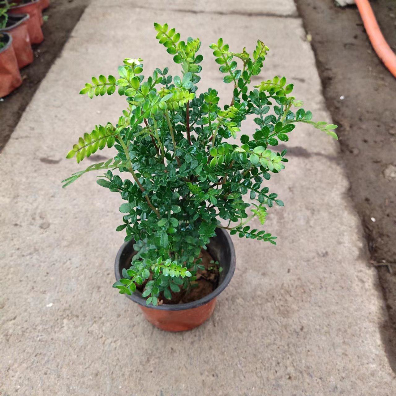 驱蚊草植物室内驱蚊虫