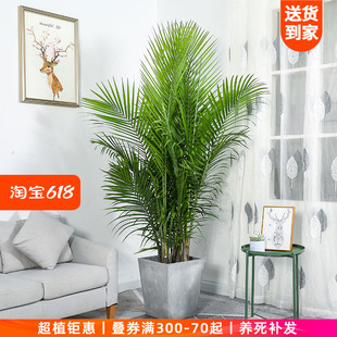 国王椰子盆栽 散尾葵室内办公室客厅大型植物净化空气除甲醛绿植