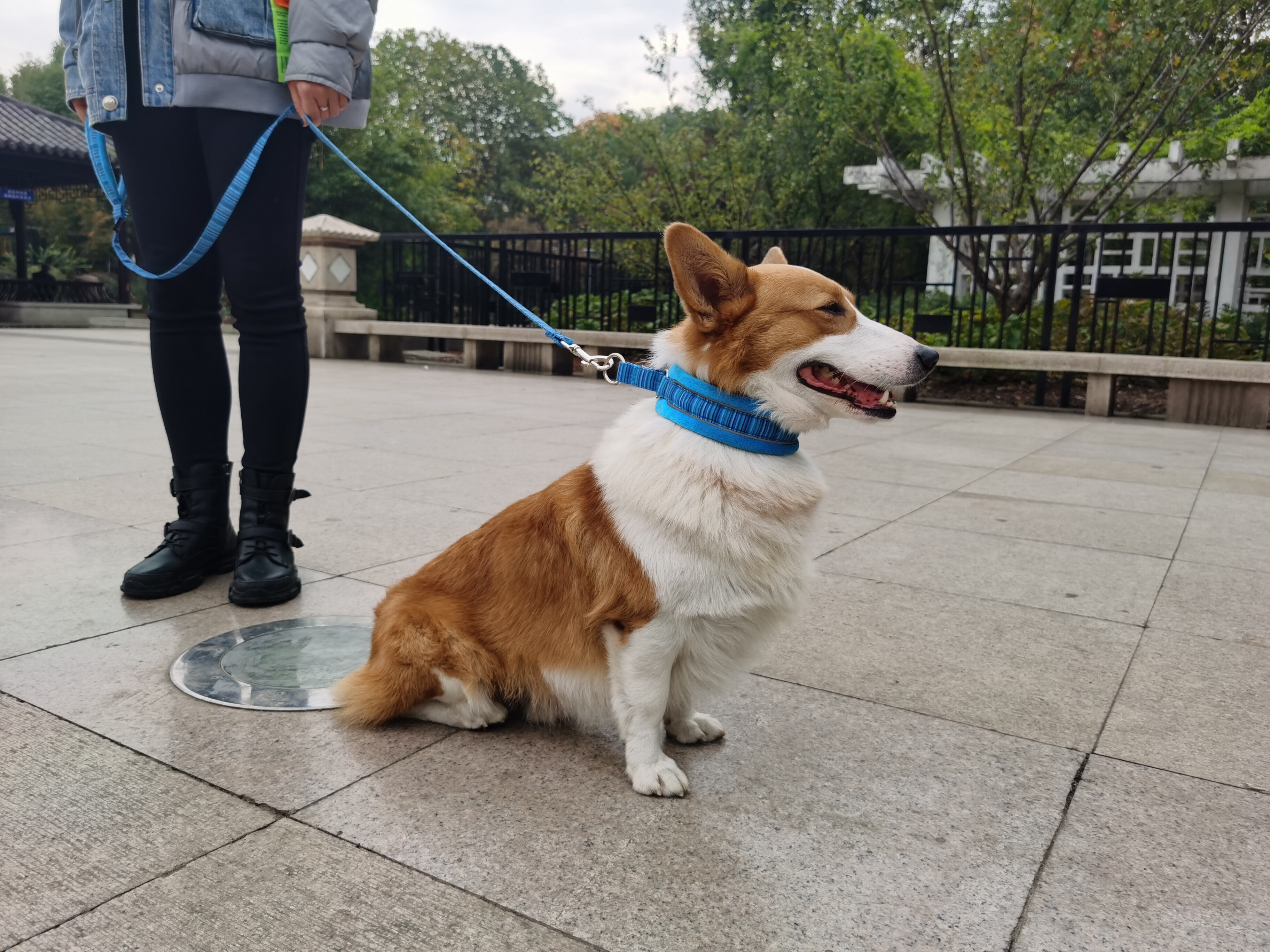 maychan狗狗项圈泰迪可调节舒适柔软内垫反光夜间金毛脖圈牵引绳