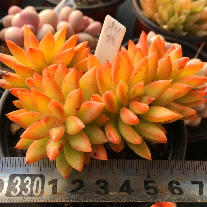 橙色光辉黄丽铭月日系多肉植物一物一拍小桩清晟园艺4月初更新