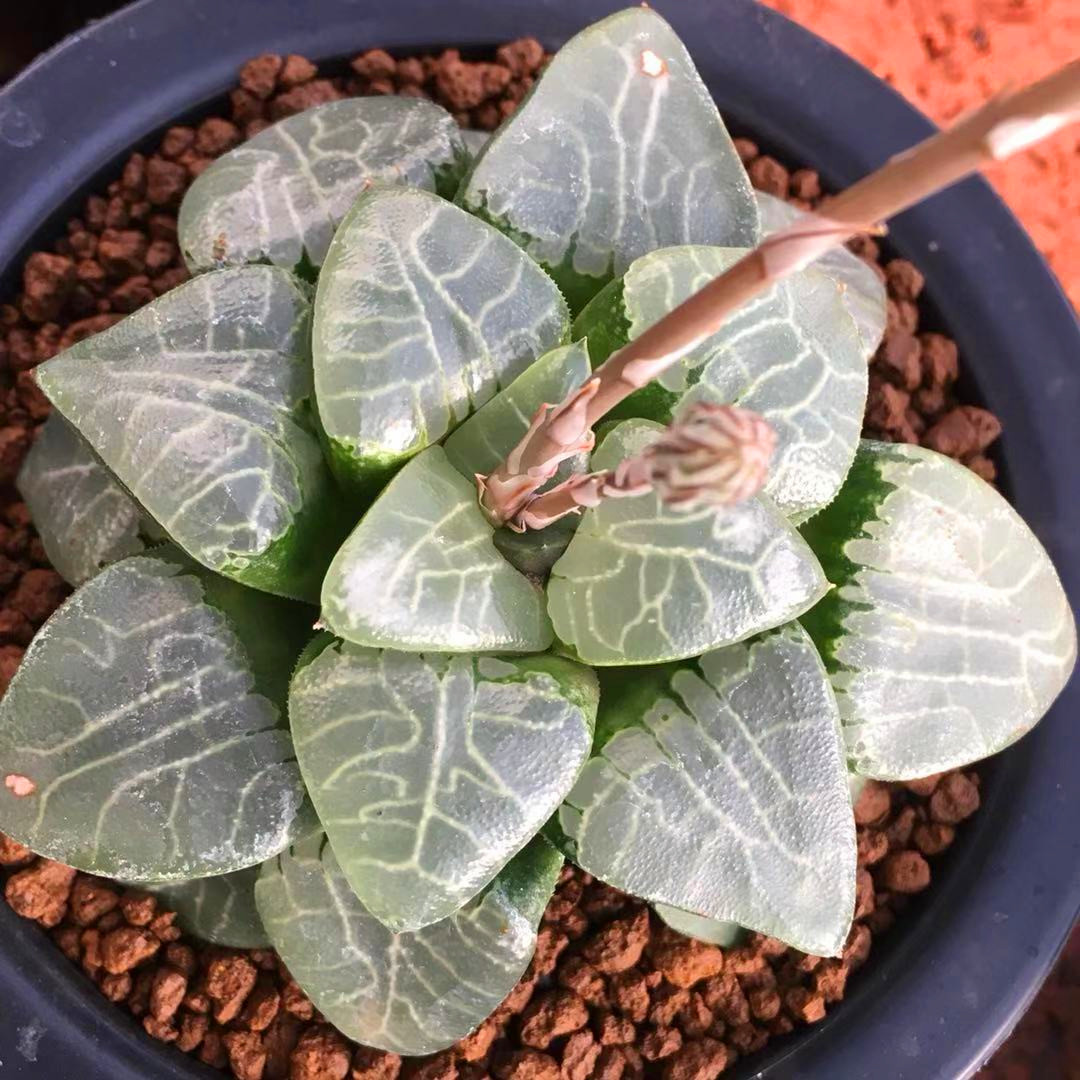 一拍一物玉露万象玉扇月末更新非组培清园艺多肉植物