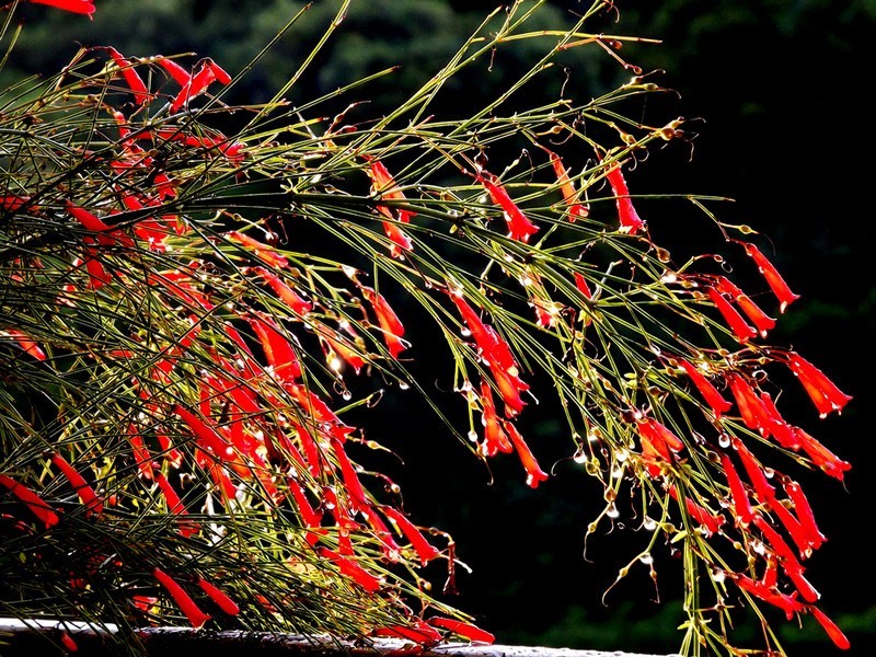 红色鞭炮花苗爆仗竹炮竹花吉祥植物庭院阳台绿植开花漂亮绿宜花卉