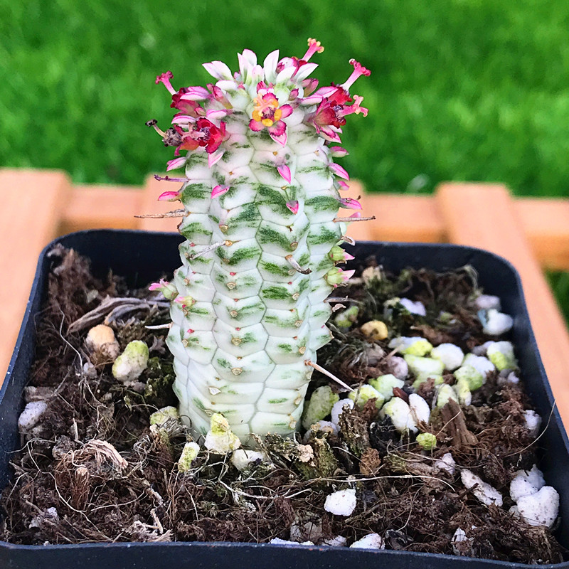 多肉植物【白桦麒麟】带粉色 奇趣植物精品小多肉盆栽 多肉故事馆