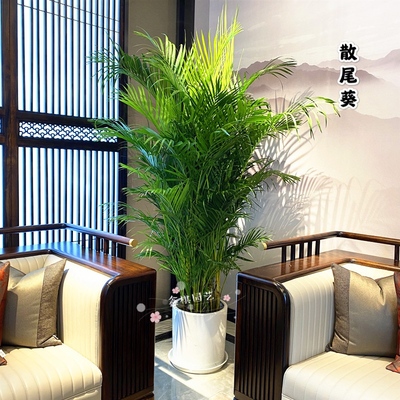 网红散尾葵植物盆栽客厅