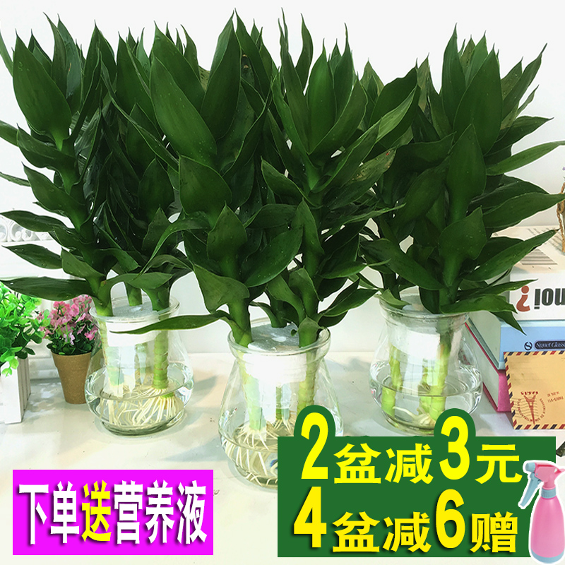 绿萝盆栽观音富贵竹水培植物室内办公室盆栽植物水养竹绿植观音竹