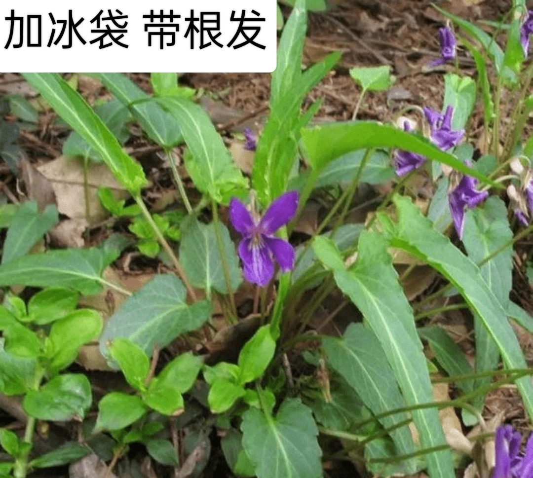 现挖新鲜 紫花地丁 山黄瓜 犁头草