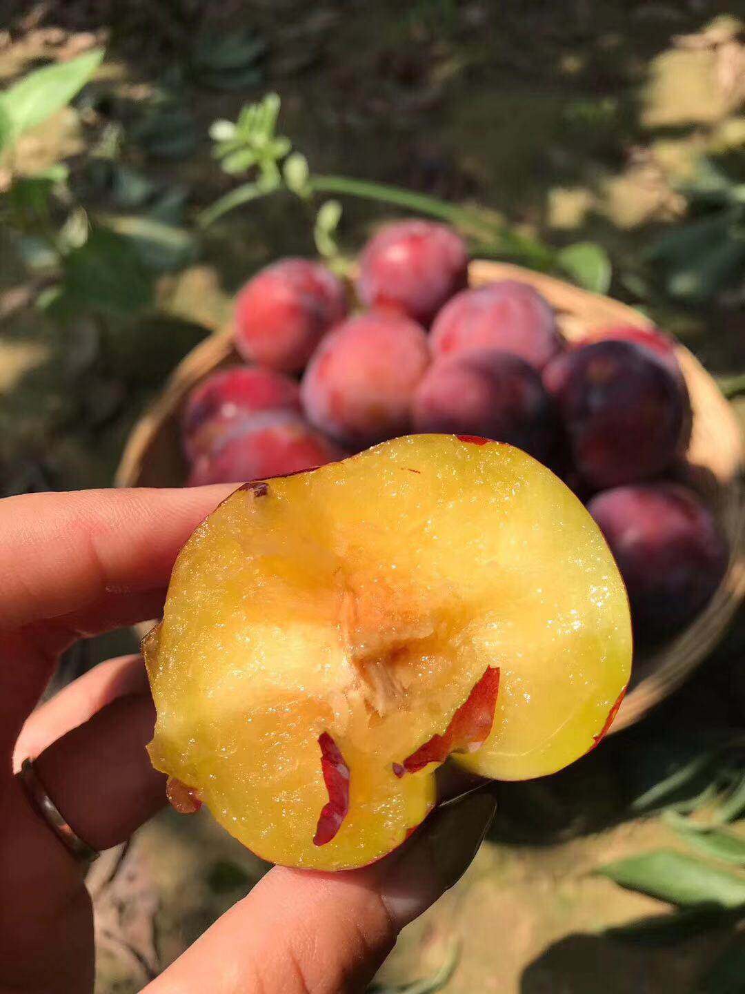 热销乐布林_陕西最后新鲜安格乐李子布林新鲜果脆李酸甜5斤38.