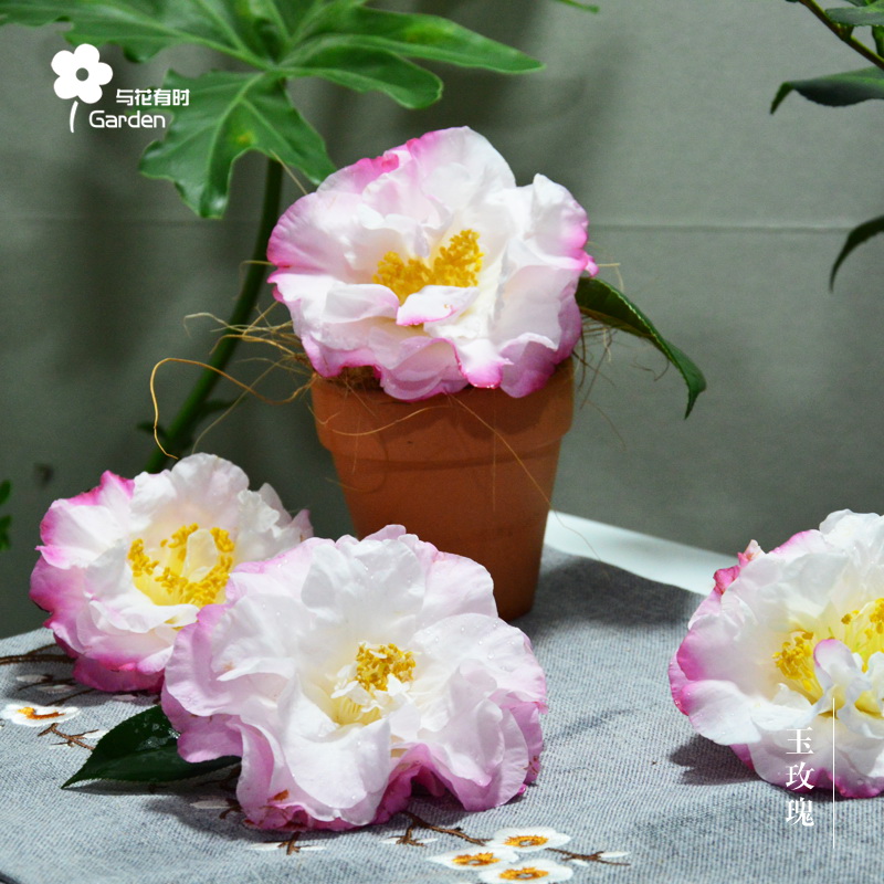 一折云南茶花_玉玫瑰山茶花盆栽小苗云南杂交稀有品种粉白四季常绿吸