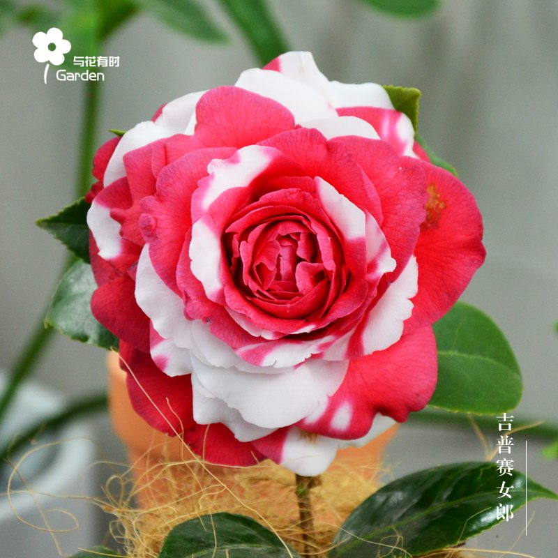 吉普赛茶花卉女郎名贵正品巨型重瓣常绿盆栽树苗庭院室外与花有时