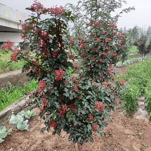 四川特麻辣花椒树苗大红袍狮子头麻花椒苗南方北方种植当年结果