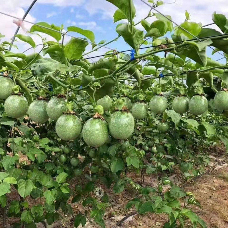 紫香一号百香果苗
