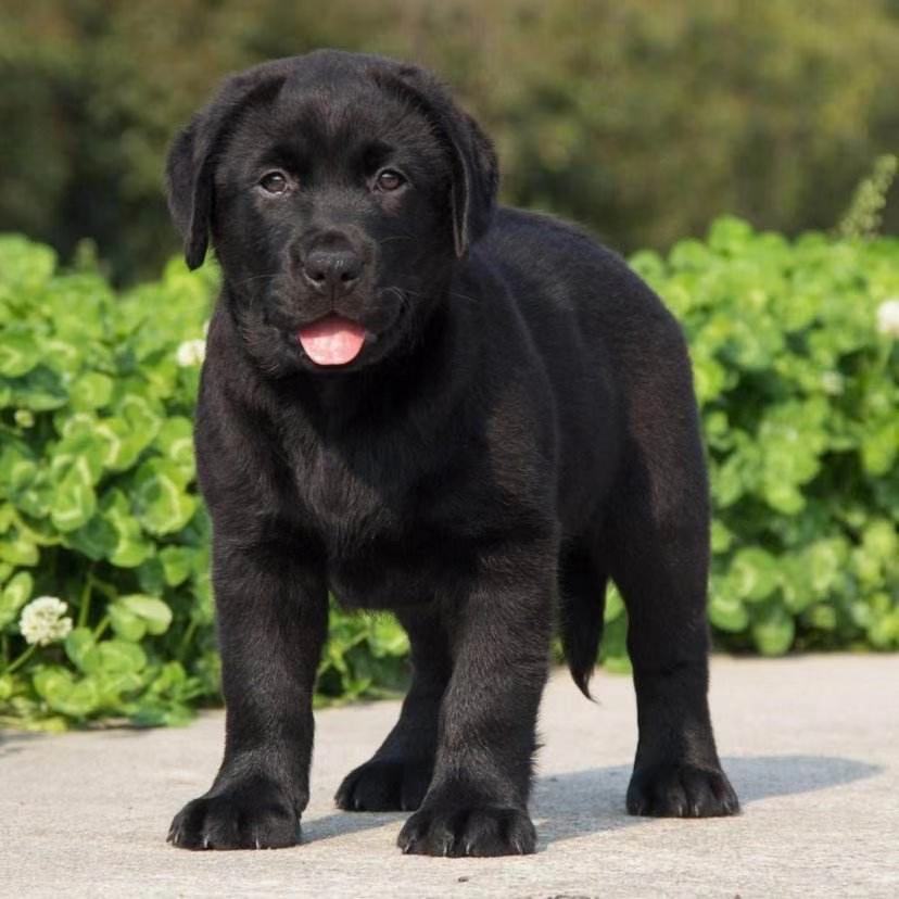 幼犬 真狗 活体_拉布拉多幼犬小狗狗活体宠物狗真狗黑色拉布拉多犬