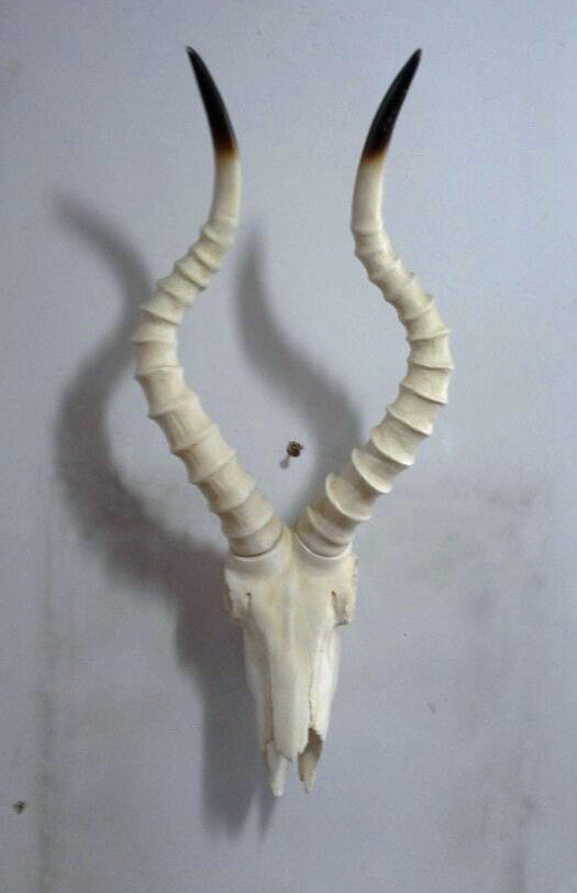 美术教具仿真羚羊头骨工艺品羚羊头室内装饰品骷髅羊头包邮