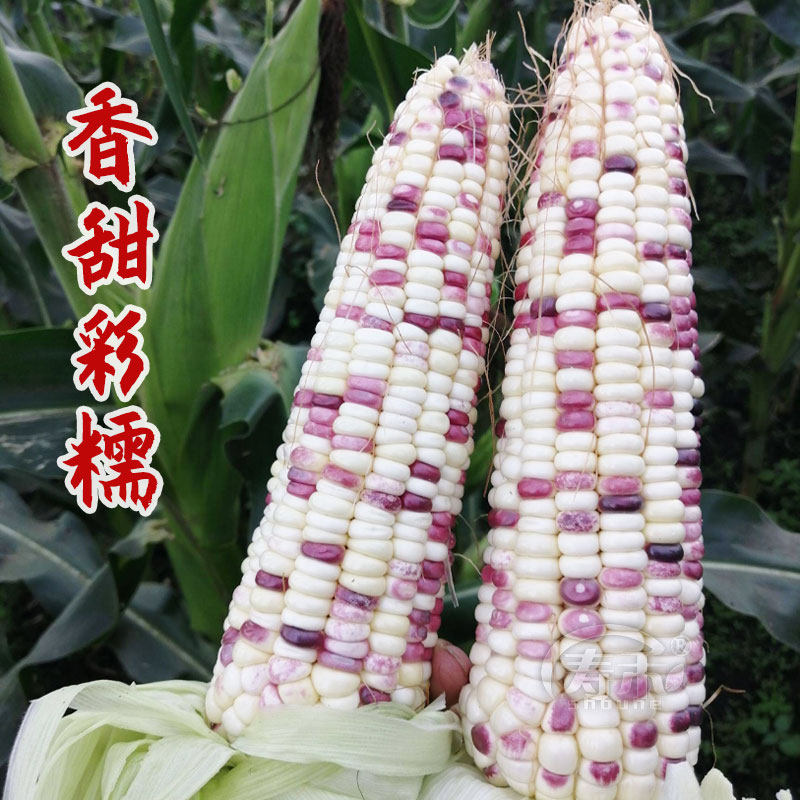 水果玉米种子_彩甜糯6号花甜糯玉米种子糯黏玉米种籽大全彩糯高产量香