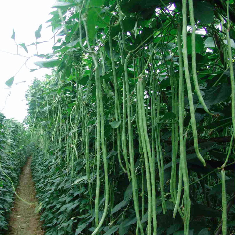 高产豇豆种子种籽子缸豆绿条长豆角春季蔬菜孑菜江豆大全长豆种籽