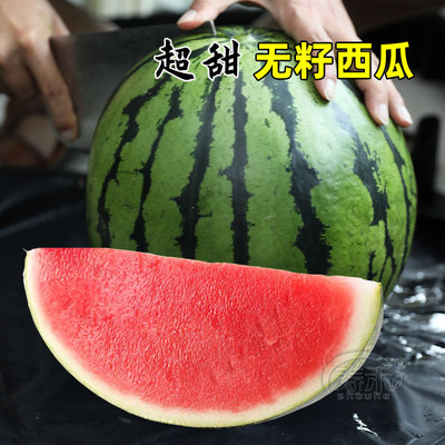 三倍体无籽西瓜种子种籽苗秧孑黑皮春季南方超甜高产无子水果秧苗