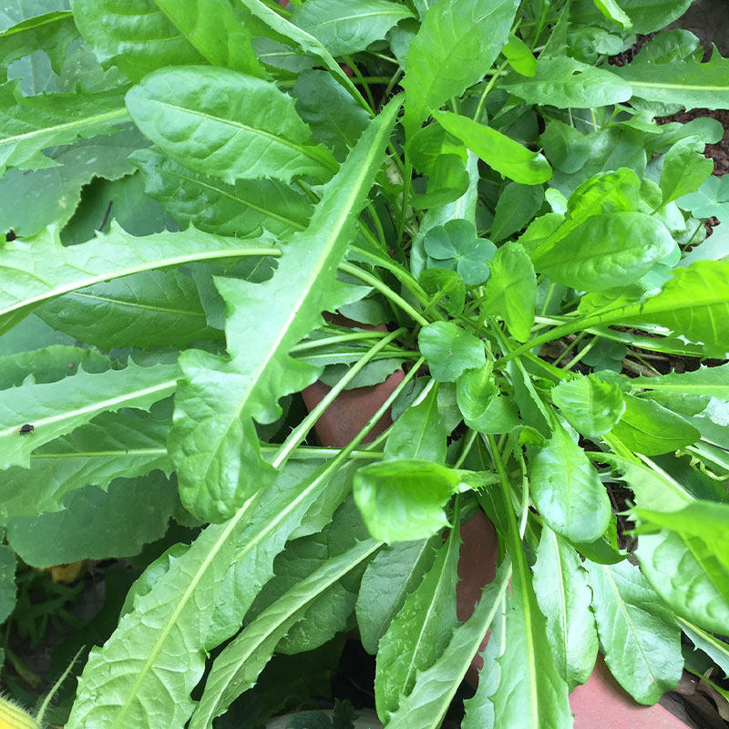 野生蒲公英种子的种籽婆婆丁种植活苗野菜蔬菜孑阳台专用盆栽种菜