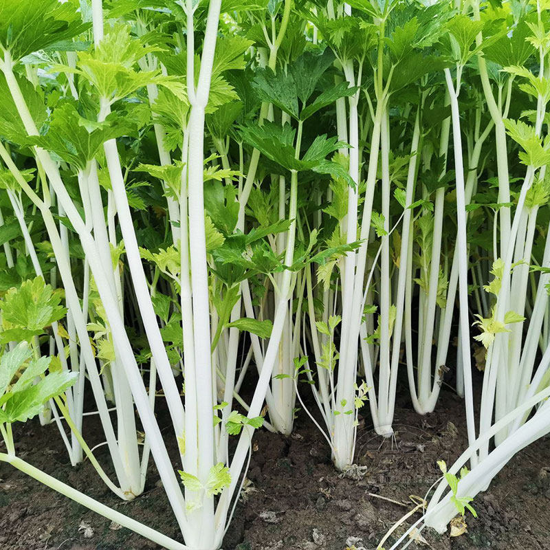 雪白实芹白芹菜种子种籽蔬菜孑冬季秋季高产南方四季籽种盆栽菜籽