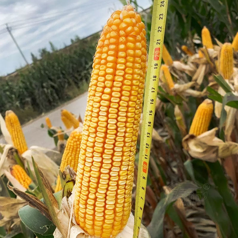 国审高产饲料玉米种子高产量郑单958早熟杂交种籽孑特大南方正品