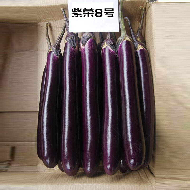 紫荣长茄子种籽种子四季高产特大蔬菜