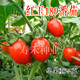 日本红玉189樱桃小番茄种子 抗TY病毒迷你圣女果种籽西红柿孑子