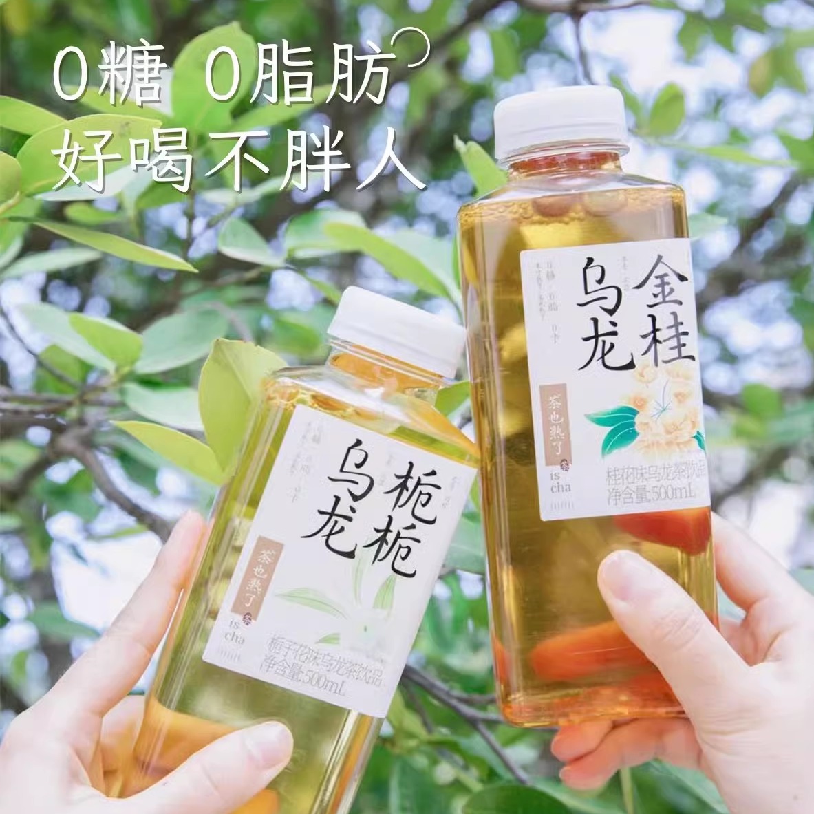 果子熟了金桂乌龙茶500ml*12