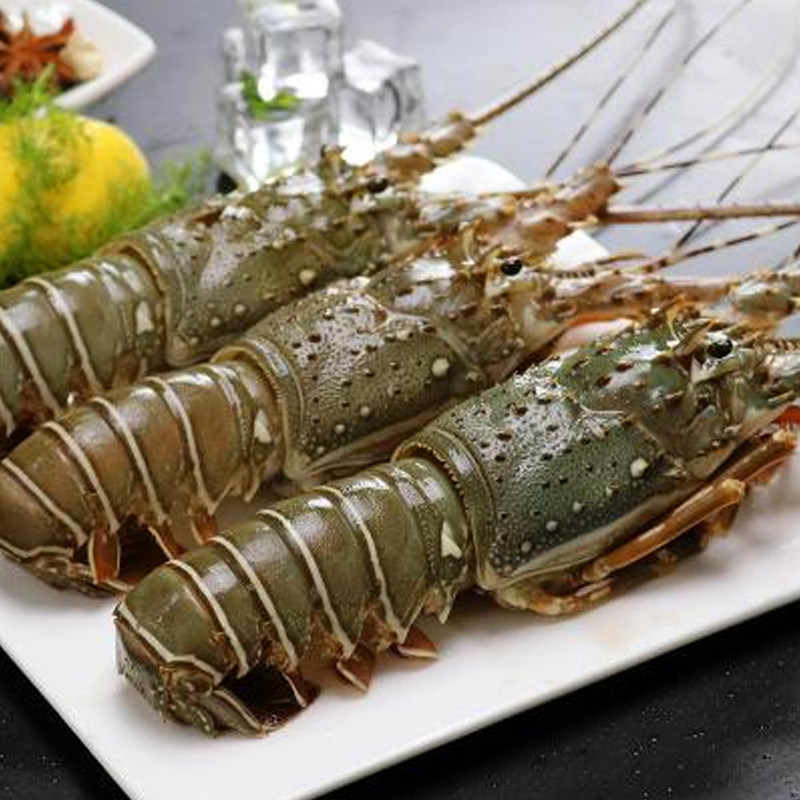 青龙虾 鲜活 特大_野生新鲜龙虾大青龙虾锦绣大花龙