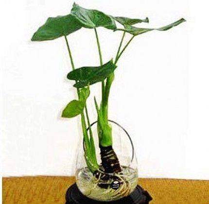 水培滴水观音 千手观音无土栽培 室内观叶盆栽花卉 水生盆景植物