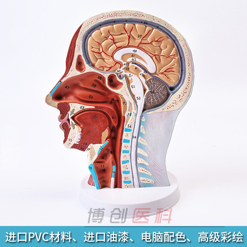 头部正中矢状切面模型 头颈部血管神
