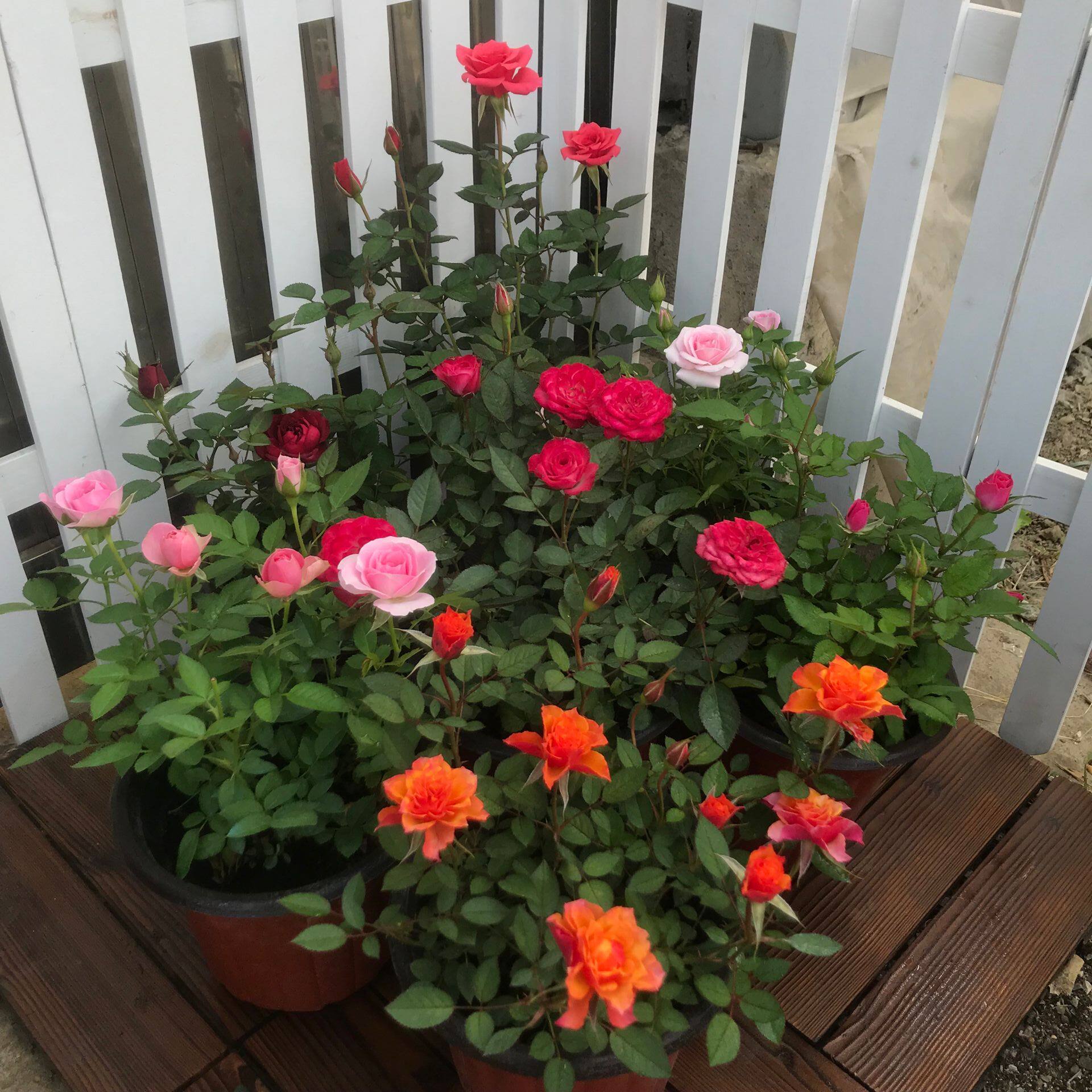 盆栽室外_欧月盆栽带花苞室外庭院花园植物月季盆栽四季开花期长阳台
