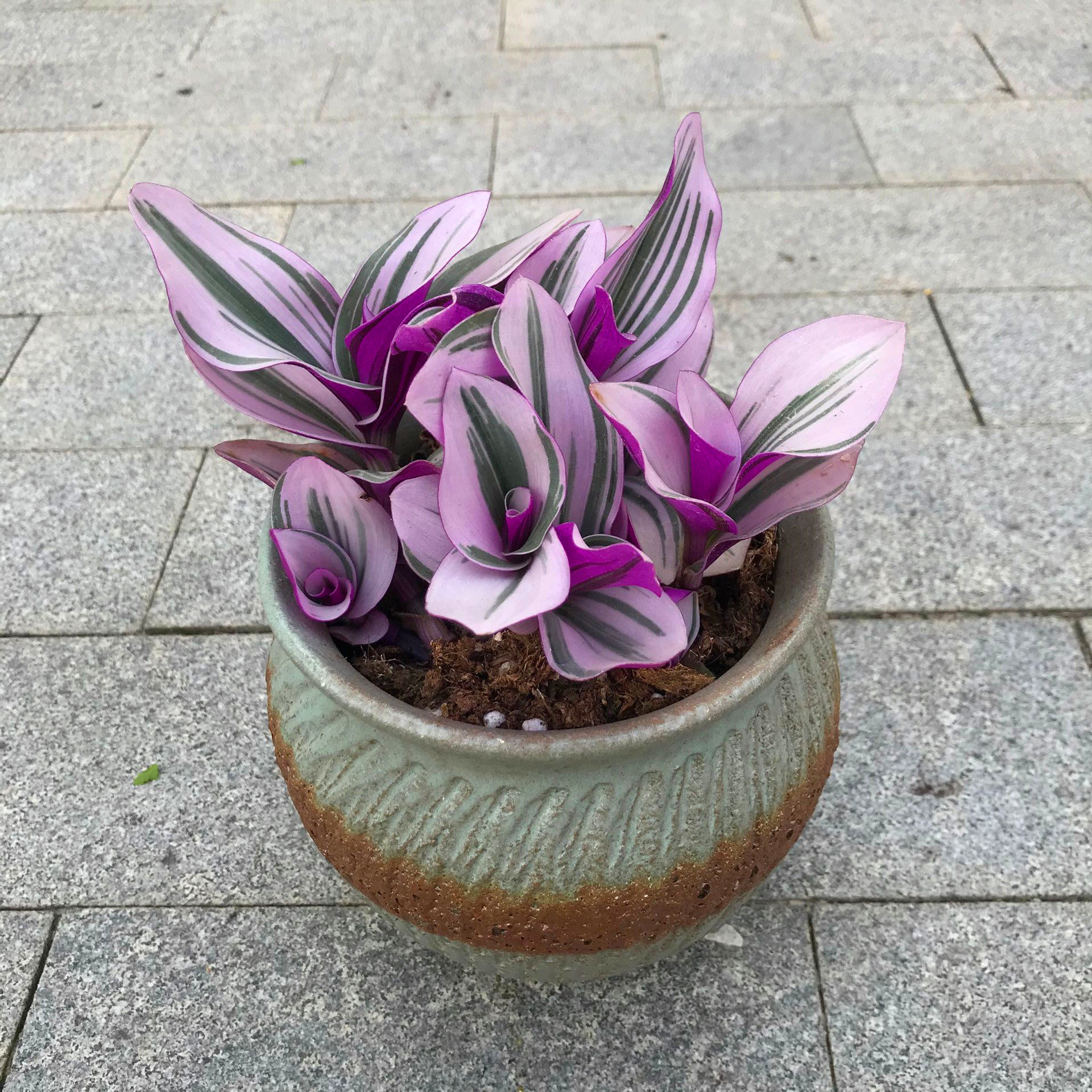 油画婚礼吊兰锦盆栽 紫露草 水竹草幸运竹 进口植物三色露莎包邮