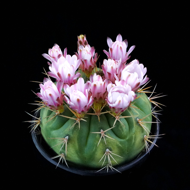 勇将丸 裸鄂属 实生仙人球 稀有易开花狂刺大花美花丽花粉花