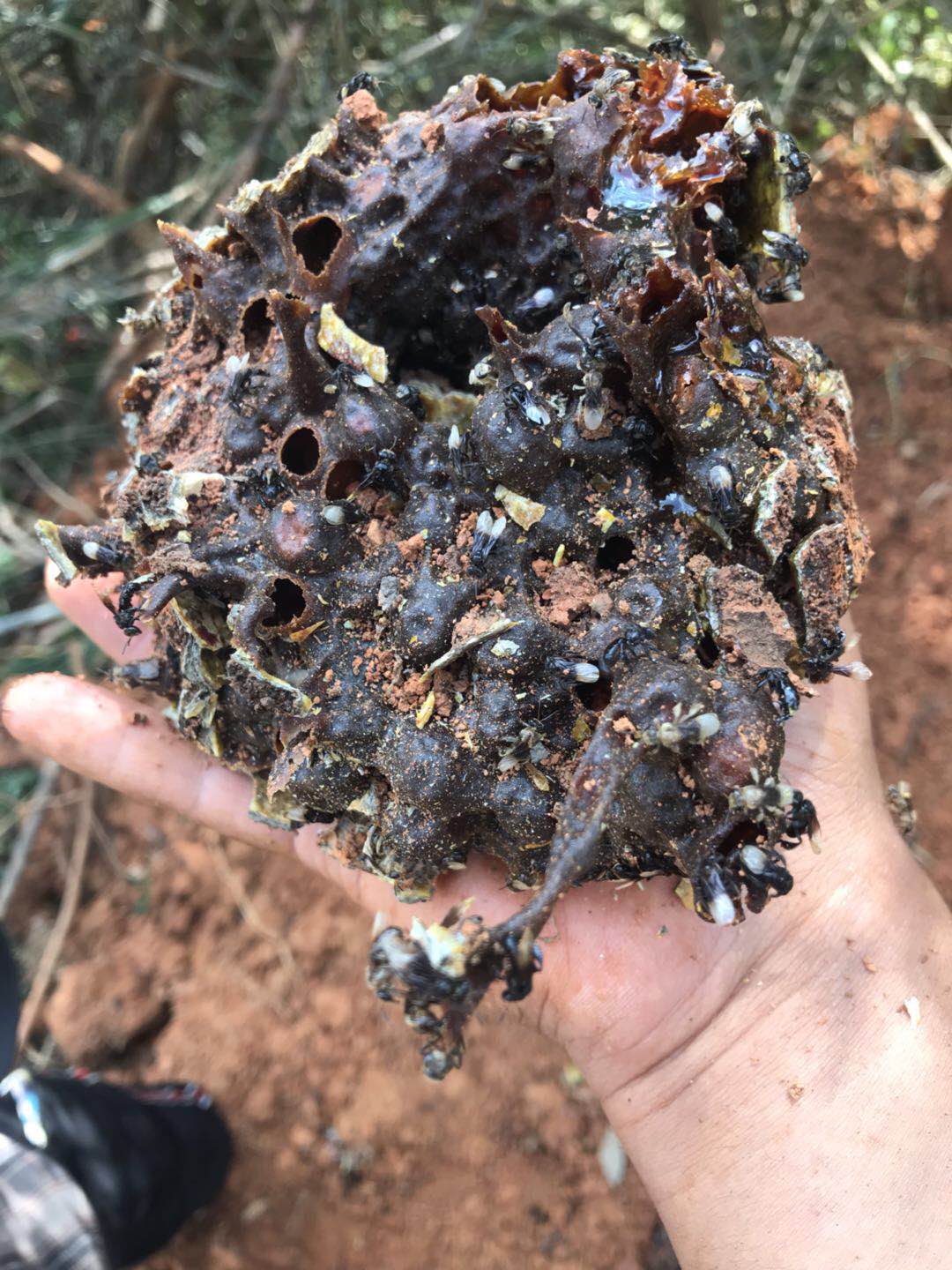 云南野生蜂蜜地下酸蜂蜜500g老巢蜜无刺蜂纯正土酸蜜野蜜在类目 传统滋补营养品, 蜂蜜中 - 来自Buy2taobao.com提供专业的淘宝代购服务