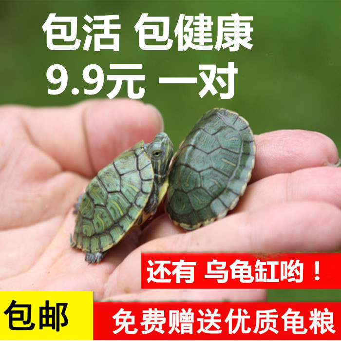 特价宠物龟活体 迷你_小乌龟活体迷你活物淡水龟红耳龟宠物小型观赏龟