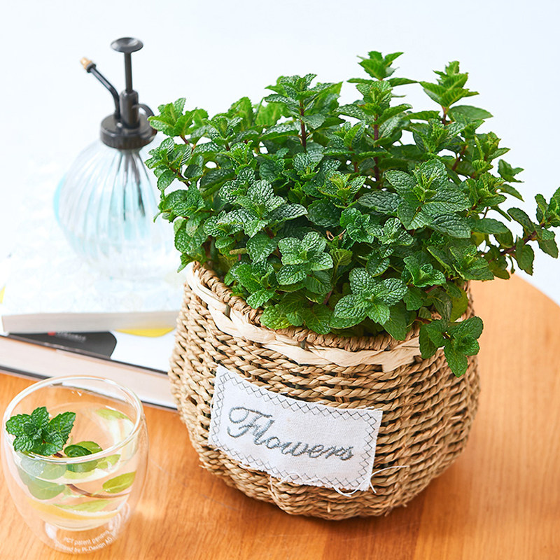 薄荷盆栽绿植可食用