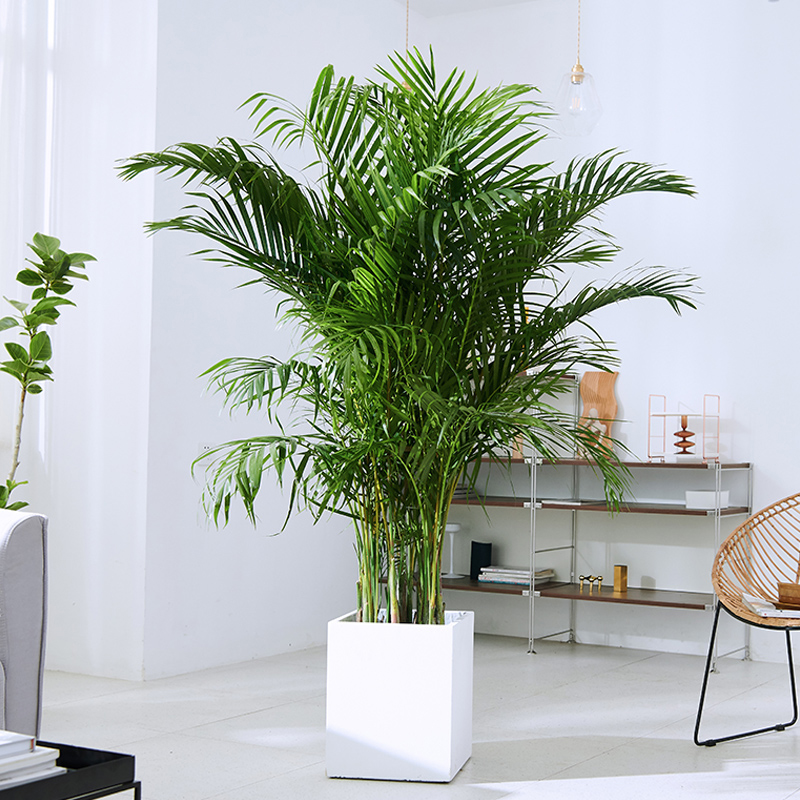 月季花苗大花卉绿植庭院室内盆栽玫瑰果汁阳台蔷薇花爬藤四季开花