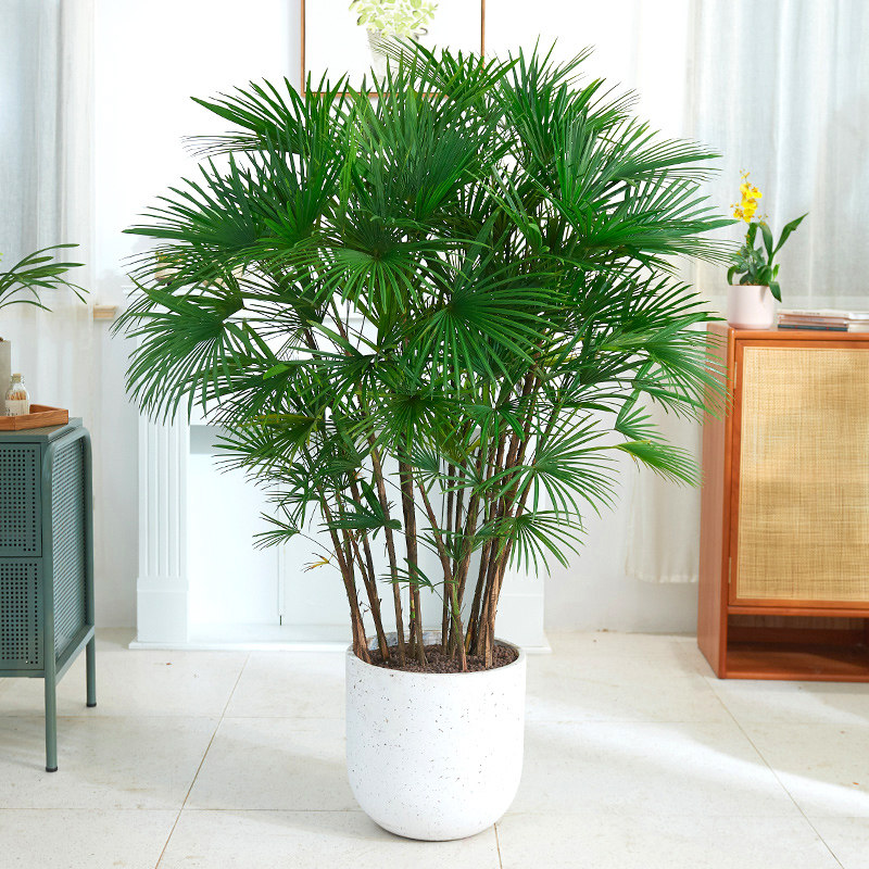 爱优尚棕竹盆栽室内客厅中型落地花卉绿植净化空气吸甲醛竹子植物