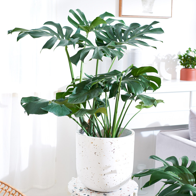 龟背竹优惠专场