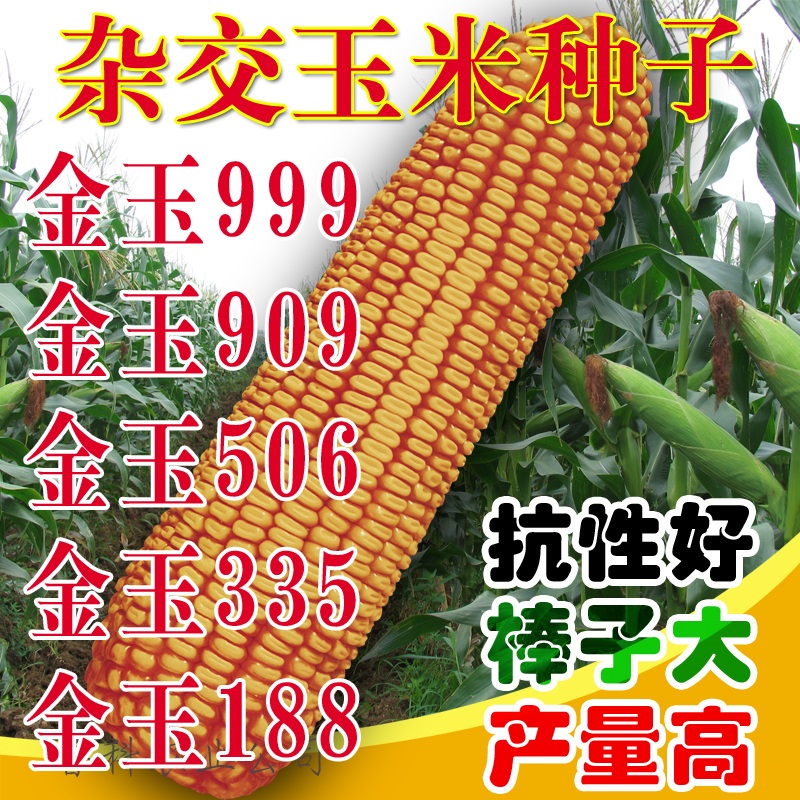 金玉999金玉506 金玉909 金玉888金玉335金玉188高产杂交玉米种子