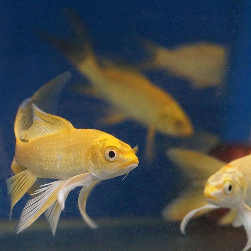 热销蝴蝶锦鲤_黄金龙凤鲤黄金锦鲤黄金蝴蝶鲤风水招财鱼金鱼冷水鱼
