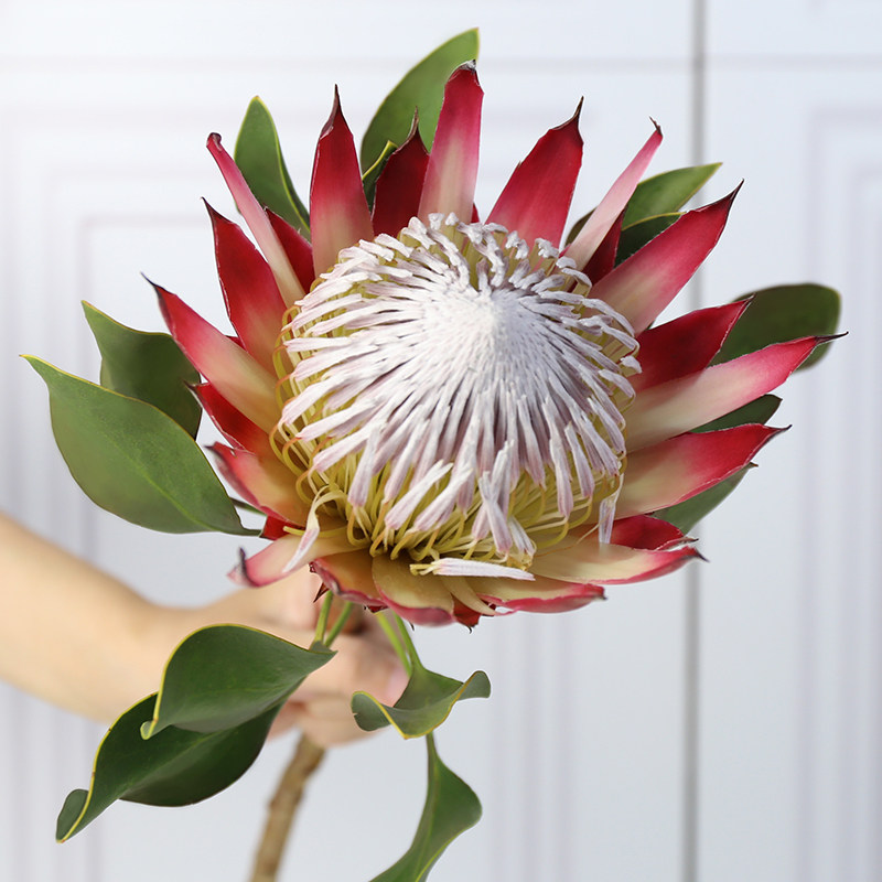 南非帝王花鲜花云南直发花店包花束婚礼宴会用花昆明基地直批花束