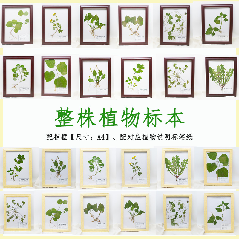 中草药整株植物标本带根茎叶手工压干塑封成品展示摆台挂相框教具