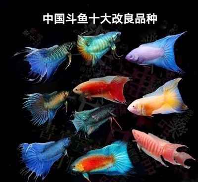 中国斗鱼活体活鱼冷水淡水观赏鱼好养耐养金鱼小型原生菩萨鱼鱼苗