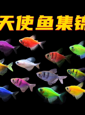 彩天使鱼不褪色好养活体观赏鱼淡水鱼小型彩裙鱼练手热带鱼活体鱼