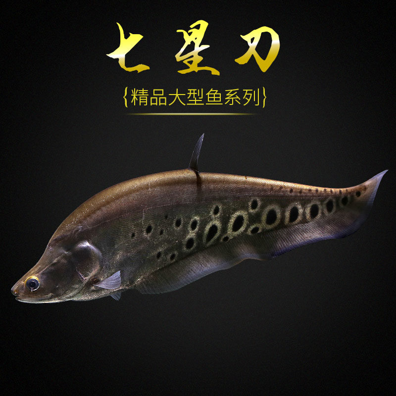 源鱼水族七星刀鱼大型观赏鱼热带鱼刀
