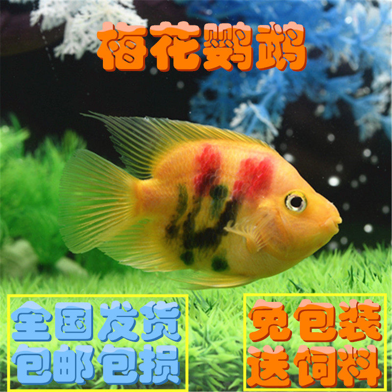 源鱼水族七星刀鱼大型观赏鱼热带鱼刀鱼弓背鱼水族淡水鱼活体包邮