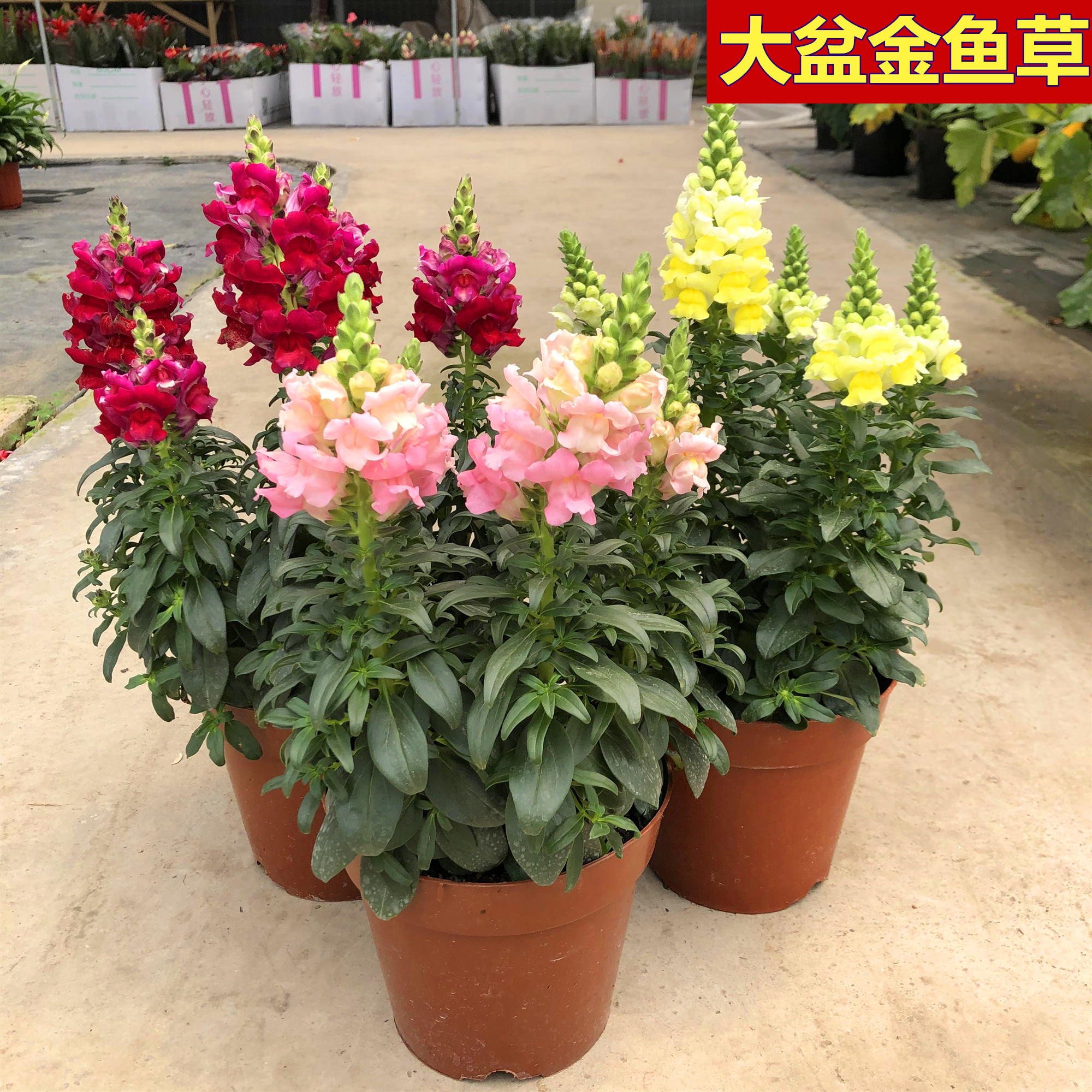 特价金鱼草盆栽
